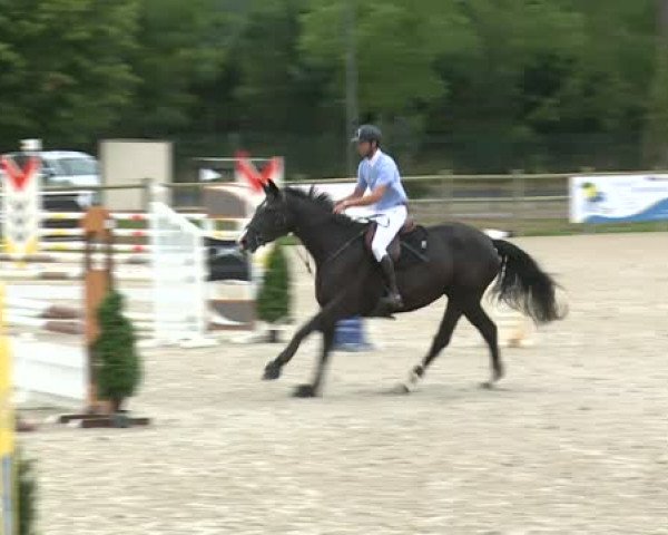 Springpferd Kandy de Messitert (Belgisches Warmblut, 2010, von Warkant van het Gestelhof)