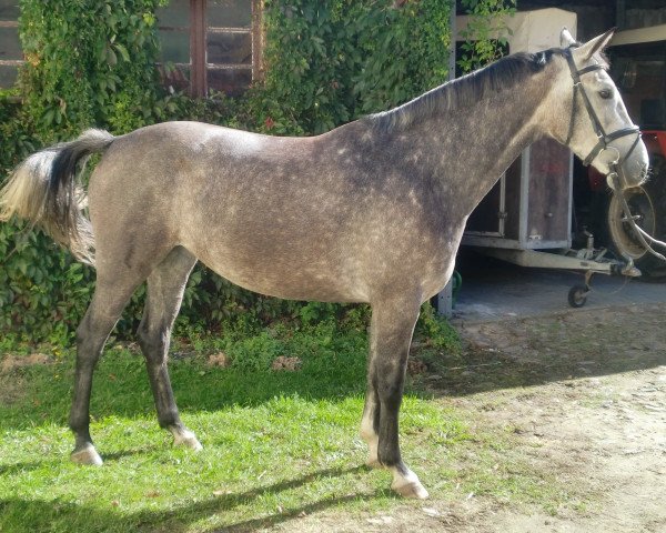 jumper Kolin 8 (German Sport Horse, 2009, from Cassiano)