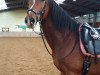 horse Prinz Houdini (German Warmblood, 2009, from Prinzregent)