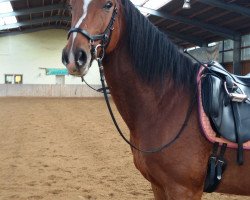 horse Prinz Houdini (German Warmblood, 2009, from Prinzregent)