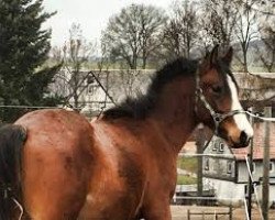 jumper Cosmic Blue (German Riding Pony, 2014, from Classic Dancer III)