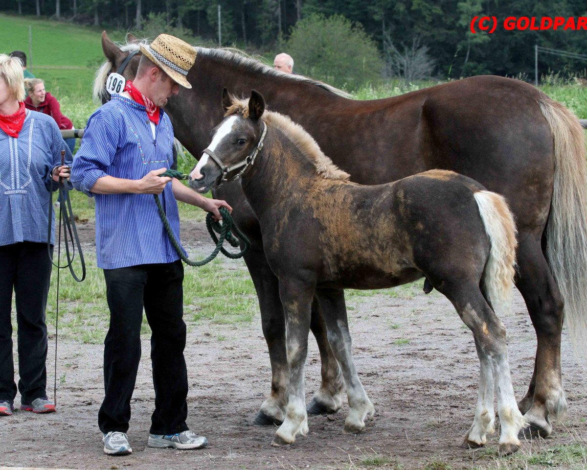 Deckhengst Remus (Schwarzwälder Kaltblut, 2016, von Roter Milan)