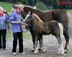 stallion Remus (Black Forest Horse, 2016, from Roter Milan)