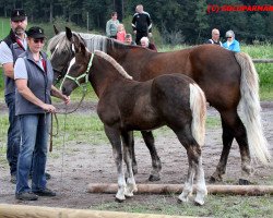 horse Rico (Black Forest Horse, 2016, from Roter Milan)