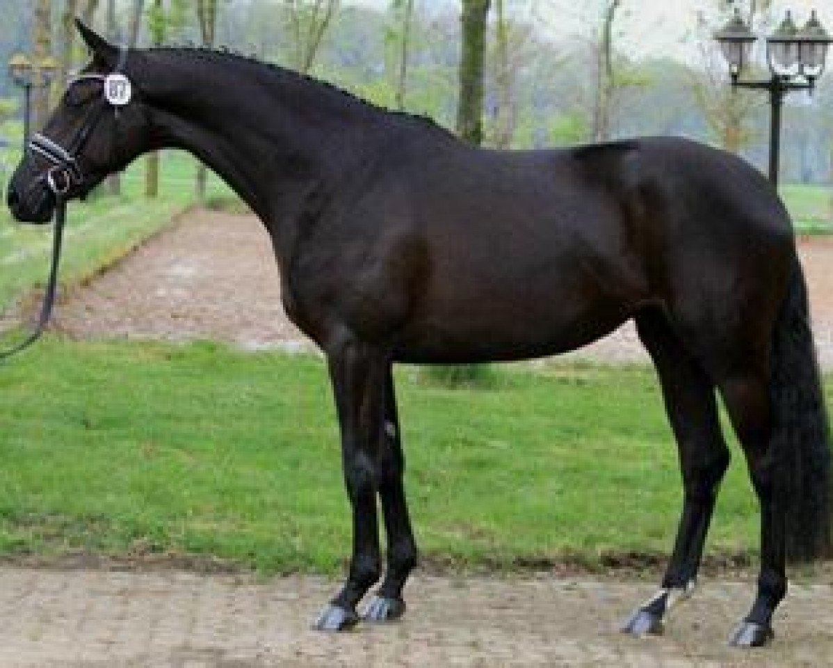 broodmare Angelina Jolie (Trakehner, 2010, from Imperio 3)