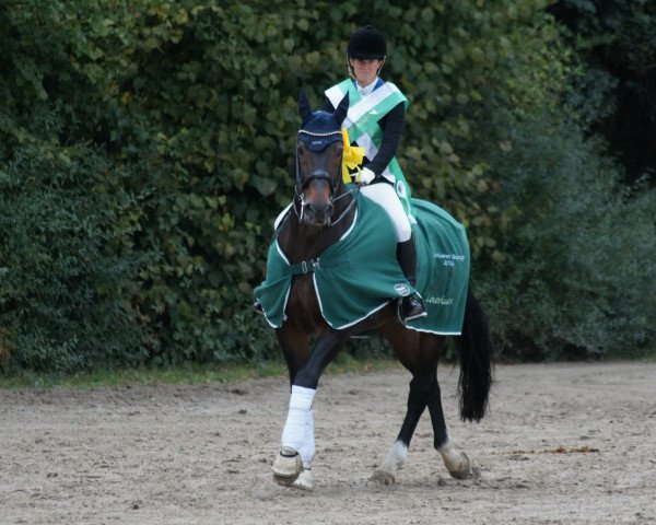 dressage horse Fulminant 13 (Westphalian, 2003, from Fürst Piccolo)