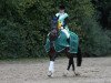 dressage horse Fulminant 13 (Westphalian, 2003, from Fürst Piccolo)