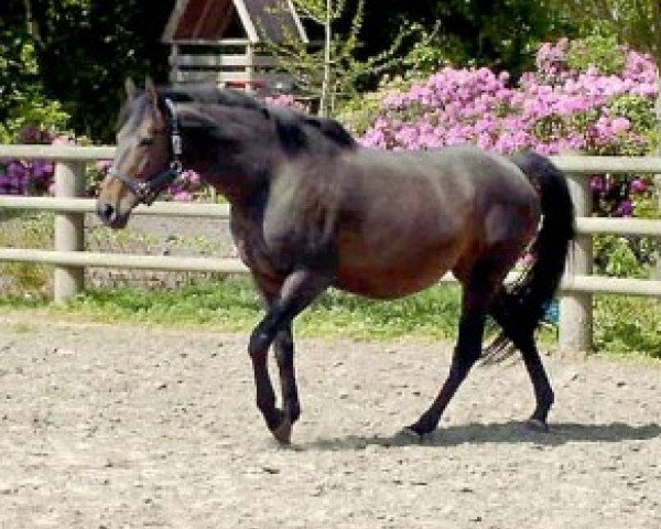 broodmare za bijana xx (Thoroughbred, 2002, from Laroche xx)