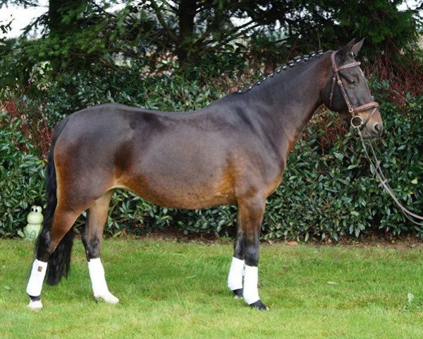 broodmare Pink Daylight (German Riding Pony, 2010, from Davenport II)