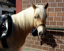 Springpferd Matthes (Haflinger, 2010, von Merlin)