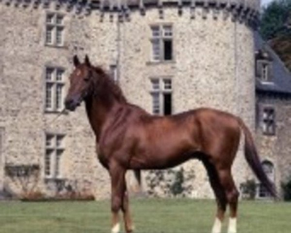 stallion Thalian AA (Anglo-Arabs, 1960, from Djerba Oua ox)