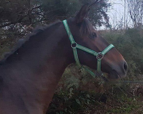 Pferd AB MULHAGEN (Pura Raza Espanola (PRE), 2013)