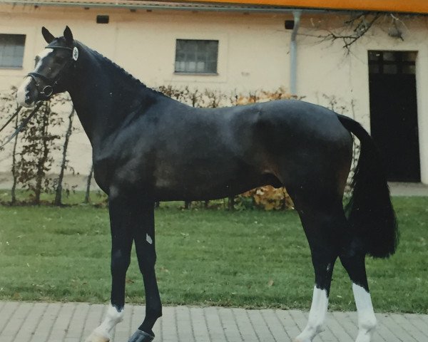 jumper Qualtinger (German Sport Horse, 2008, from Quaterback)