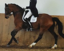 dressage horse Dinaro (German Sport Horse, 2003, from Donnersmarck)