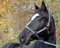 dressage horse Collin (Westphalian, 2006, from Continus Grannus)