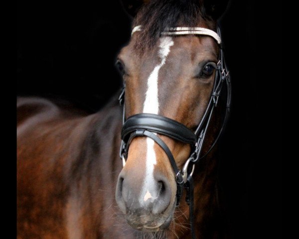 Pferd Miss Macy (Schwedisches Reitpony, 2006, von Master 129 FIN)