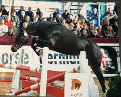 dressage horse Quintino (Brandenburg, 2008, from Quaterback)