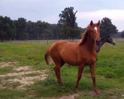 dressage horse Wendy Star (Hanoverian, 2015, from Livaldon)