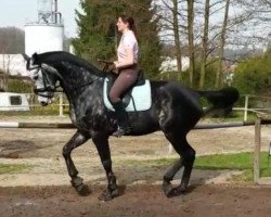 dressage horse Coeurbube (Oldenburg show jumper, 2010, from Califax)