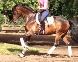 dressage horse Schneefuerst (Trakehner, 2012, from Elfado)