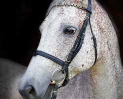 broodmare Whitney (Holsteiner, 2006, from Quidam de Revel)