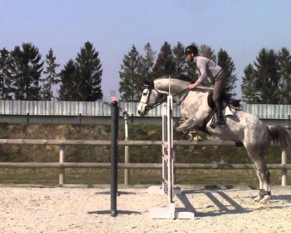 Springpferd Charly de Lagnival (Belgium Sporthorse, 2008, von Ugano Sitte)