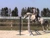 Springpferd Charly de Lagnival (Belgium Sporthorse, 2008, von Ugano Sitte)