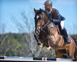 jumper Godiva vd Gulden Z (Zangersheide riding horse, 2007, from Griseldi)