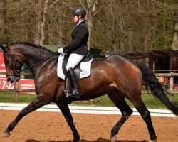 dressage horse Emily 99 (Hanoverian, 2005, from Earl)