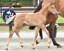 jumper Catoka's Sweety (Hanoverian, 2016, from Colman)