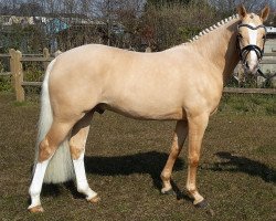 dressage horse Biebosschen Dandy Lion (Deutsches Reitpony, 2013, from Don Dolino)