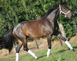 Zuchtstute Lilaea van de Veldhoven (Belgisches Warmblut, 2012, von Jokinal de Bornival)