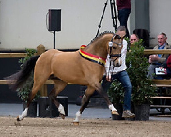 stallion Biebosschen Giorgio Armani (German Riding Pony, 2013, from A Gorgeous)