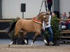 stallion Biebosschen Giorgio Armani (German Riding Pony, 2013, from A Gorgeous)