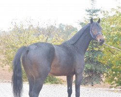 stallion Fabuleux (Oldenburg, 2014, from Fairytale)