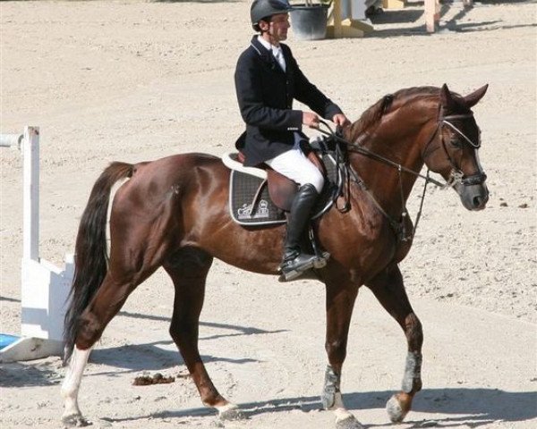 stallion Imperial d'Herbiers (Selle Français, 1996, from Voltaire)
