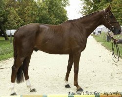 horse Vendeen des Bois (Selle Français, 2009, from Imperial d'Herbiers)