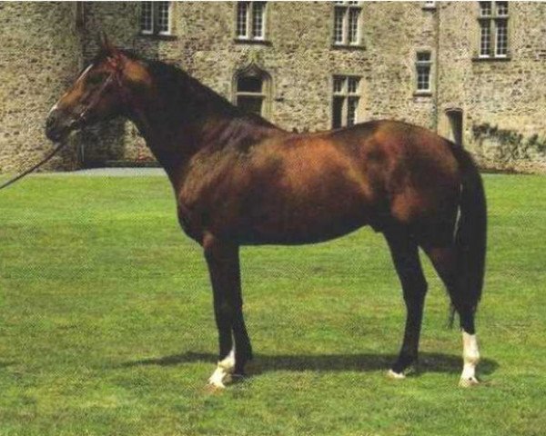 stallion Le Gregol AA (Anglo-Arabs, 1973, from Dionysos II AA)
