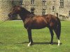 stallion Le Gregol AA (Anglo-Arabs, 1973, from Dionysos II AA)