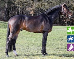 stallion Entebbe de Hus (Hanoverian, 2005, from Embassy I)