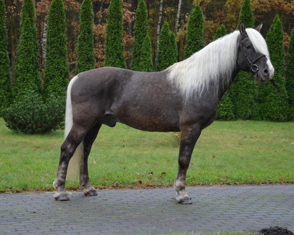 horse Odinas (Lithuanians Warmblood, 2007)