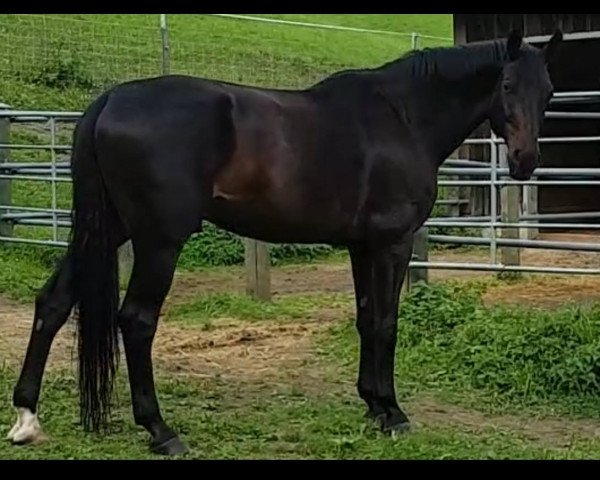 dressage horse Rocciciani (Württemberger, 2003, from Rubin Royal OLD)