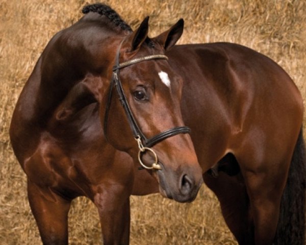 stallion Advance (KWPN (Royal Dutch Sporthorse), 2005, from Utrillo van de Heffinck)