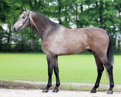 stallion Freedom (KWPN (Royal Dutch Sporthorse), 2010, from Advance)