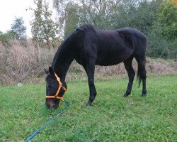 broodmare Fine Fantasia xx (Thoroughbred, 2004, from Meerreiter xx)