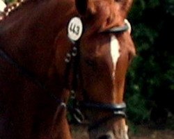 broodmare Wintertraum T (Hanoverian, 2001, from Weltmeyer)