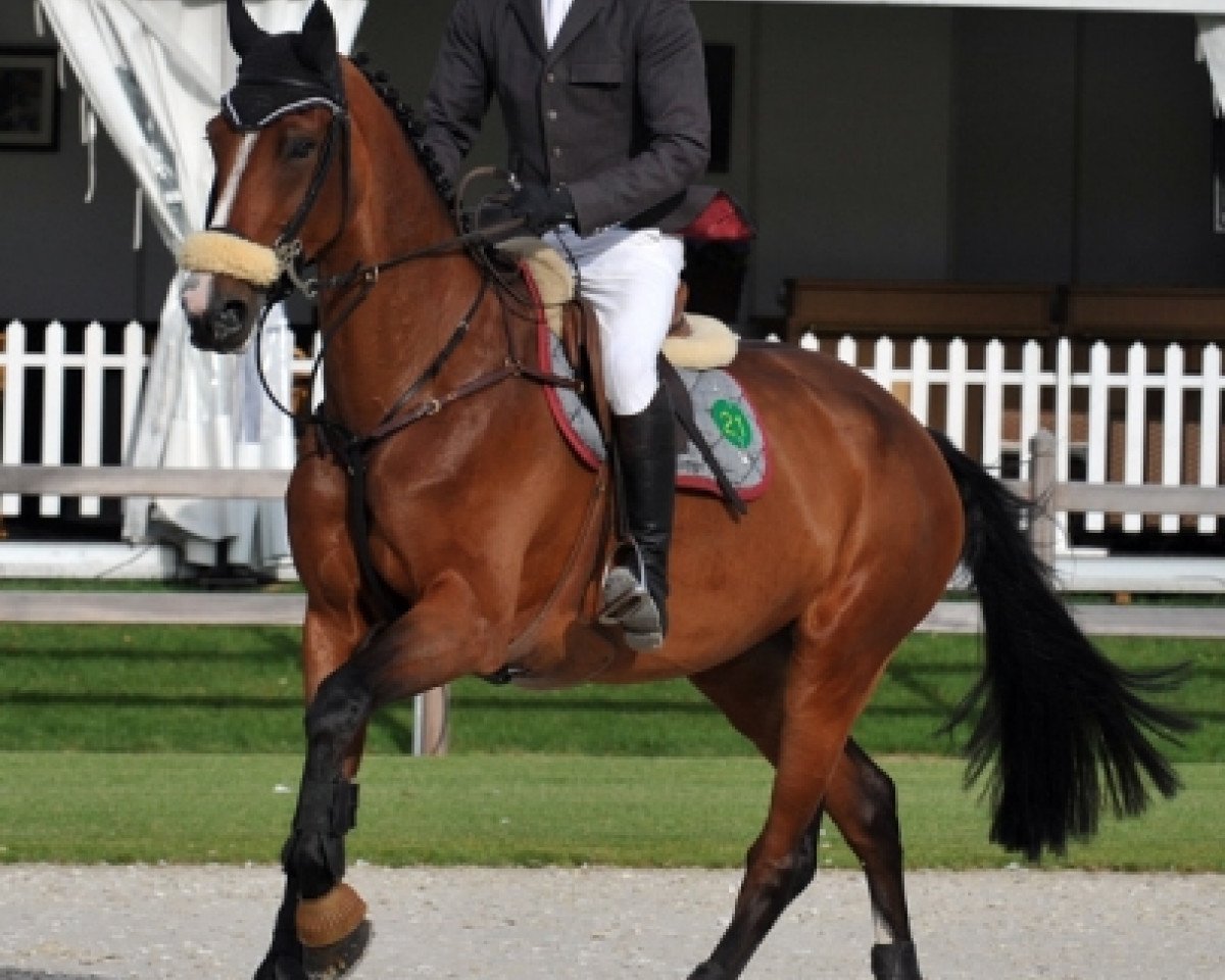broodmare Daytona de Muze (Belgian Warmblood, 2003, from Cento)