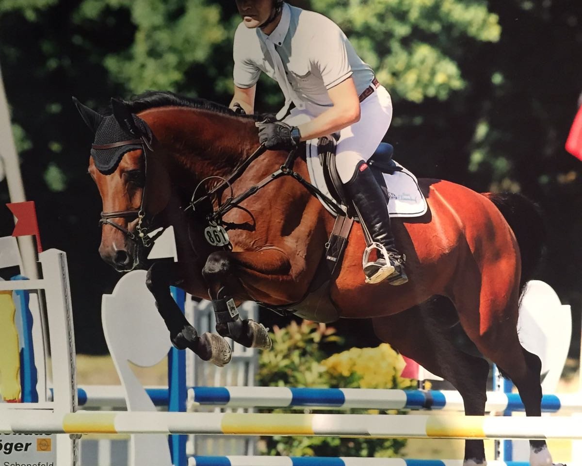 Springpferd Let`s Fly (Hannoveraner, 2010, von Ludwig von Bayern 168 FIN)
