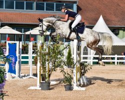 Springpferd Cheval de Couer 2 (Holsteiner, 2008, von Colman)