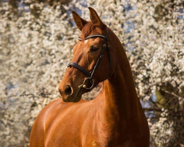 dressage horse Donna Cara (Hanoverian, 2008, from Don Frederico)